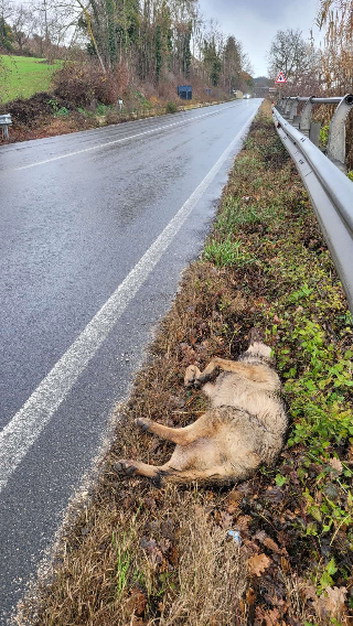 Lupa investita a Magliano di Tenna, il Cras Marche: "sono loro ad essere in pericolo"
